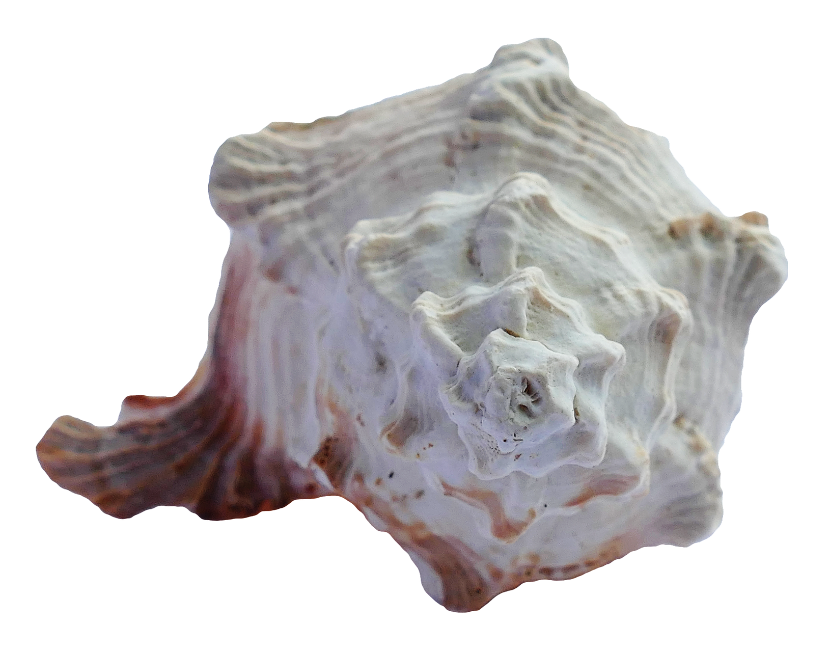 Textured Seashell Isolated Background