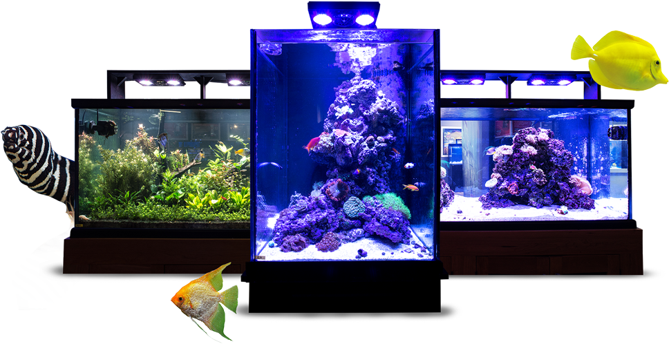 Three Aquarium Setupwith Fish