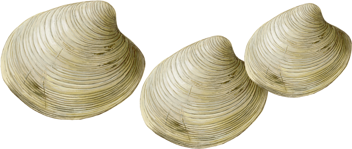 Three Clams Isolated