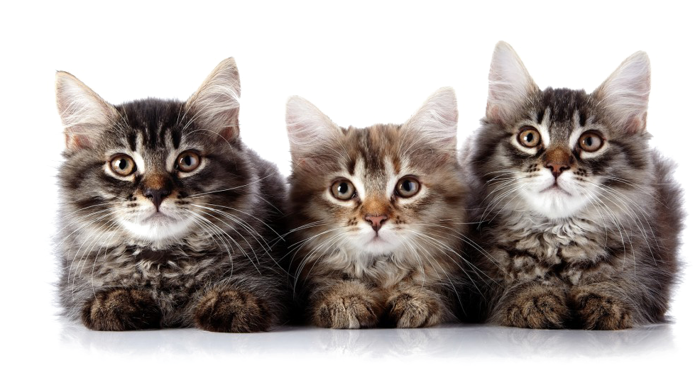 Three Fluffy Kittens