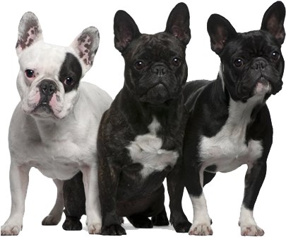 Three French Bulldogs Variety Colors