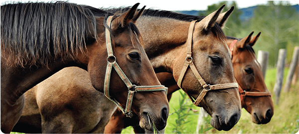 Three Horses Side By Side