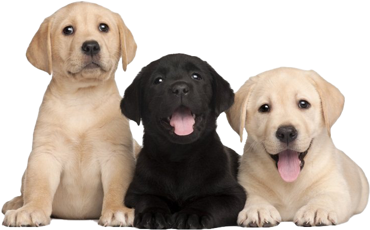 Three Labrador Puppies Smiling