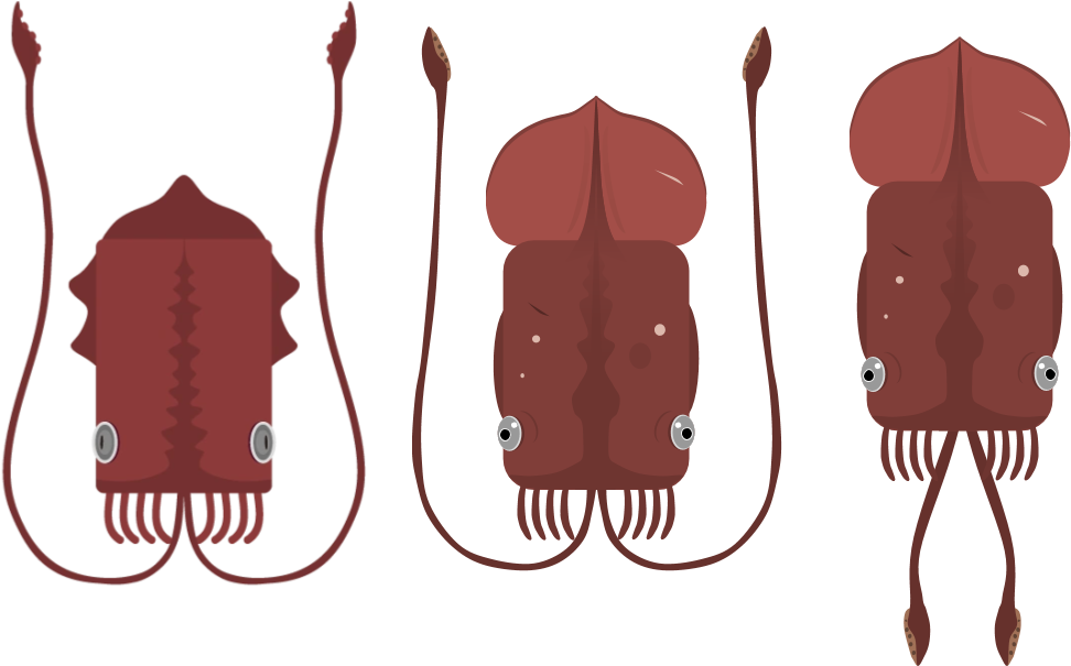 Three Red Squids Illustration