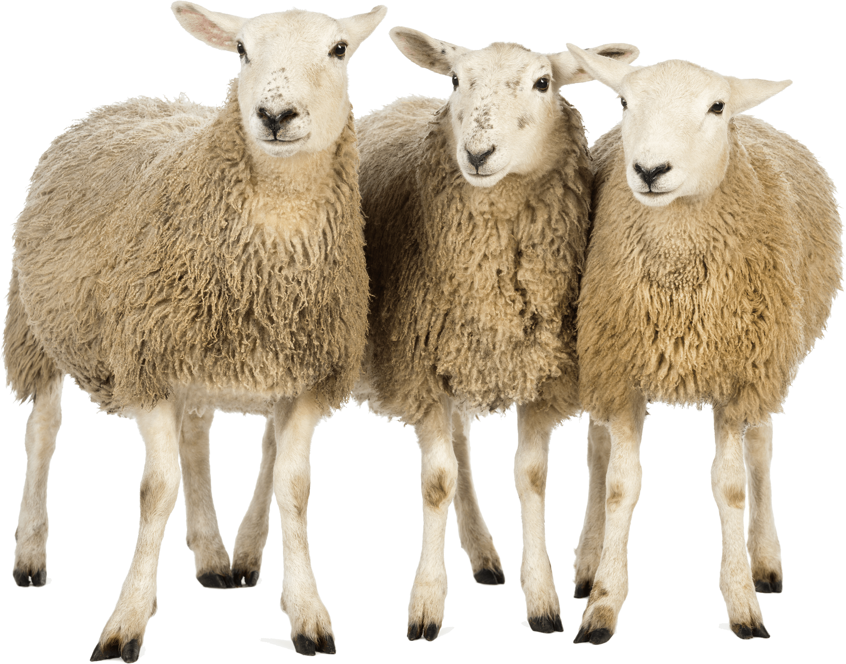 Three Sheep Friends