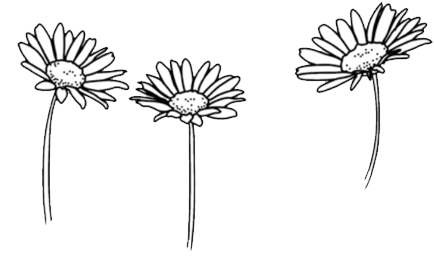 Three Sketch Daisies