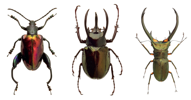 Three_ Species_of_ Beetles_ Showcase