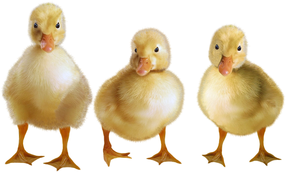 Three Yellow Ducklings Standing