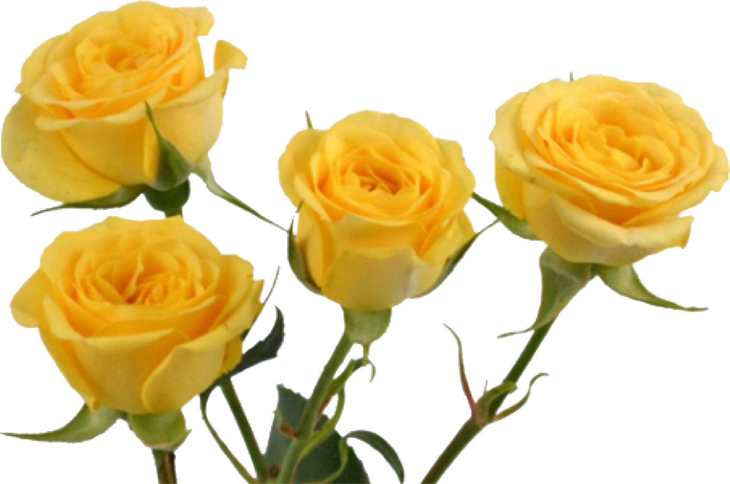 Three Yellow Roses Transparent Background