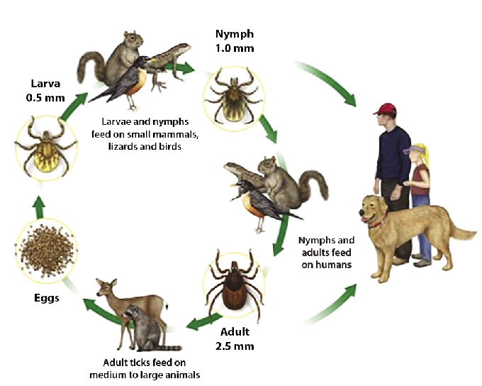 Tick Life Cycle Infographic