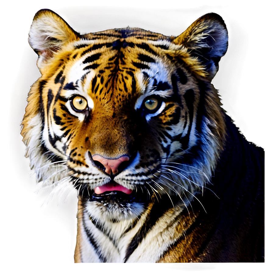 Tiger Face On Dark Background Png 06252024