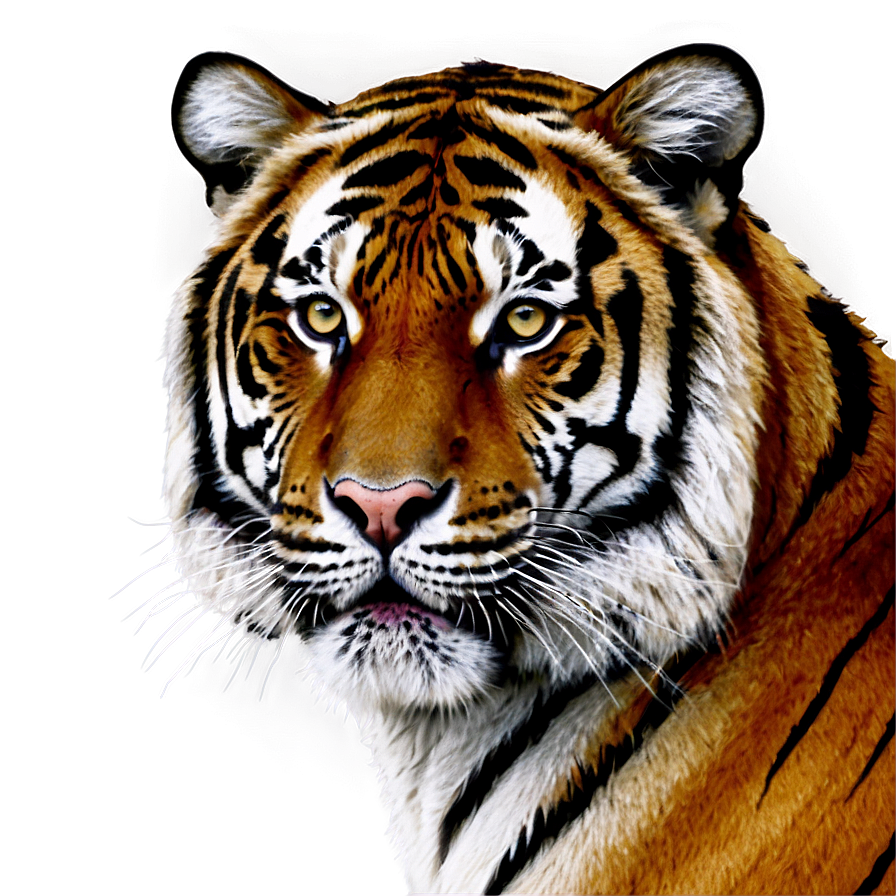 Tiger Portrait Png Jop72