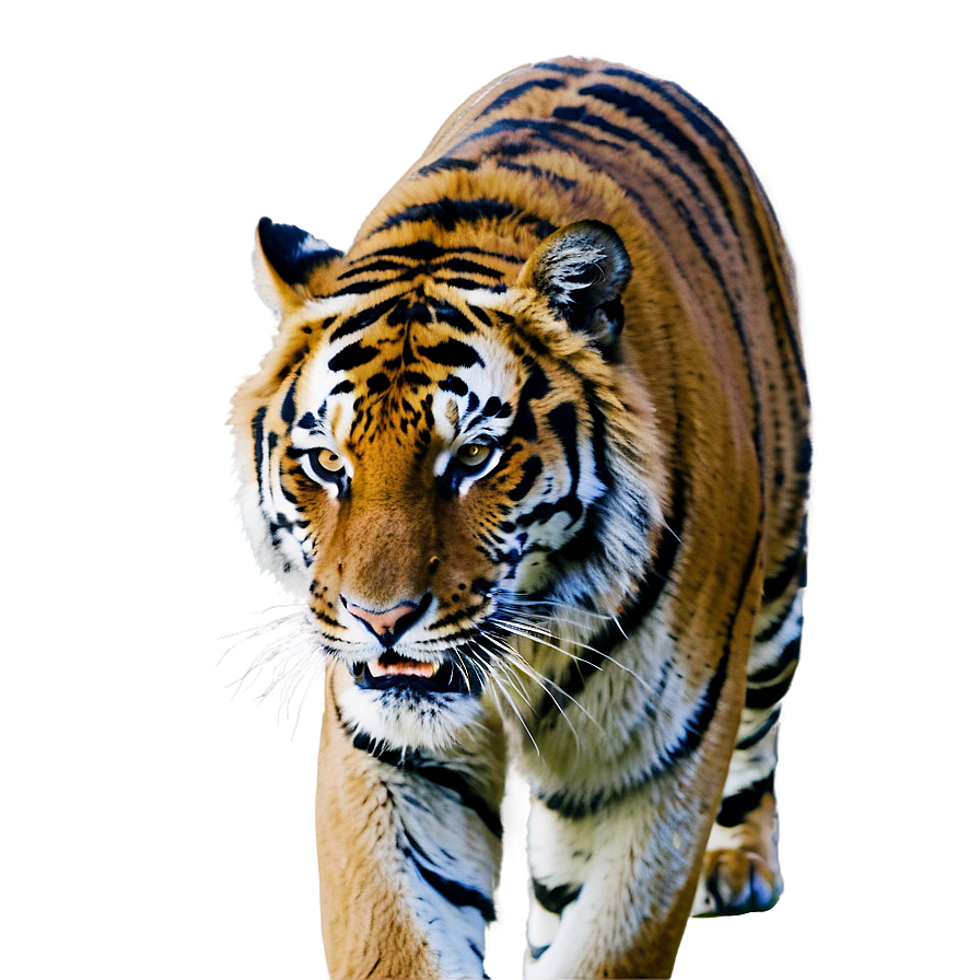 Tiger's Fierce Warning Png Jxh