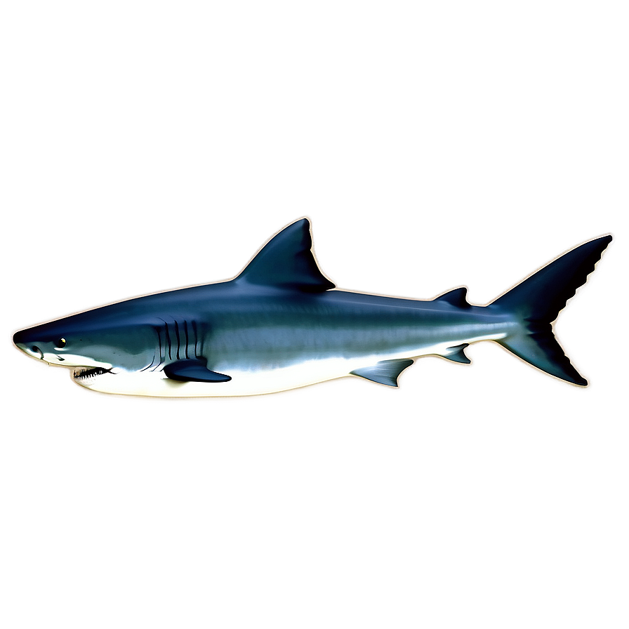 Tiger Shark Fin Graphic Png Hly