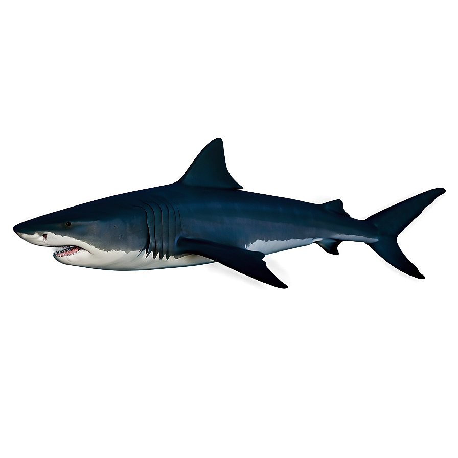 Tiger Shark Silhouette Png 1