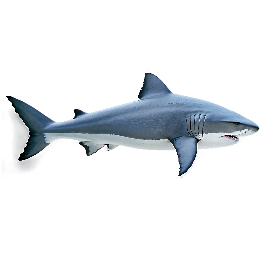 Tiger Shark Top View Png Eyc