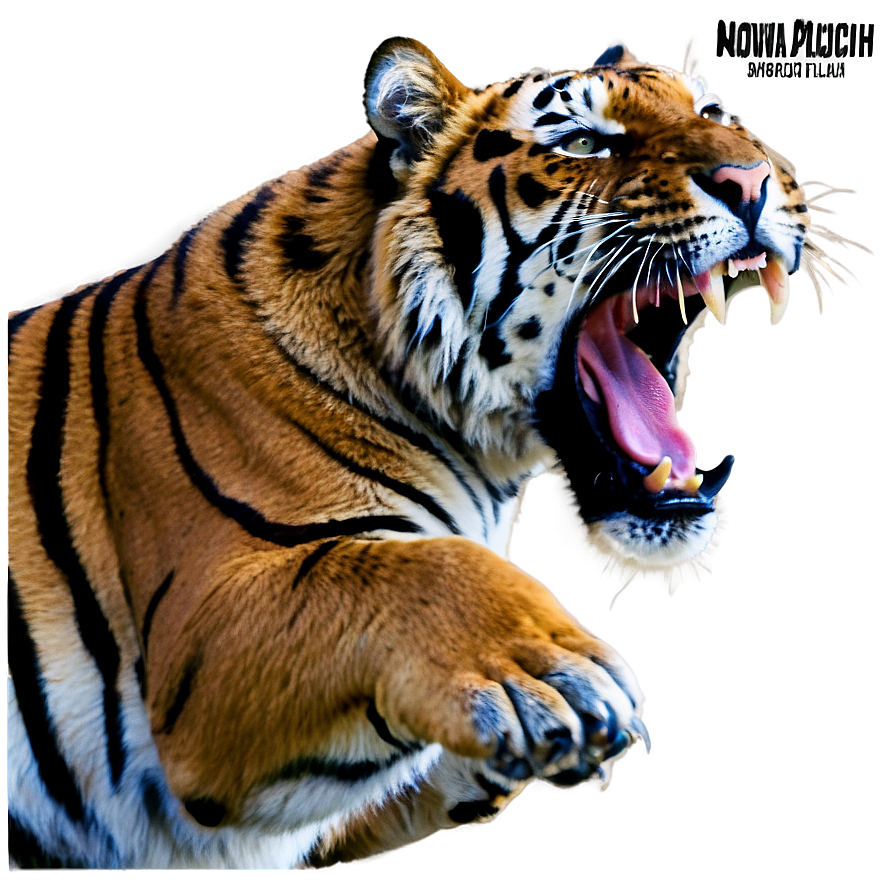 Tiger Showing Teeth Png 36