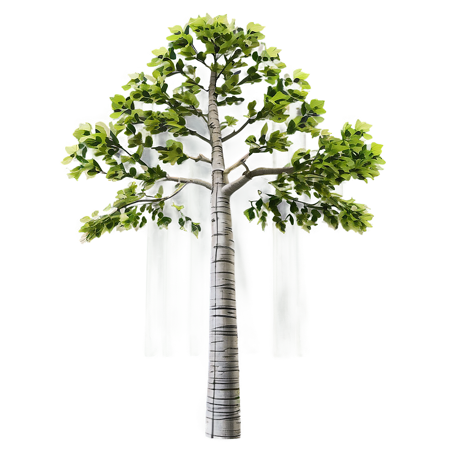 Titanic Poplar Tree Png 63