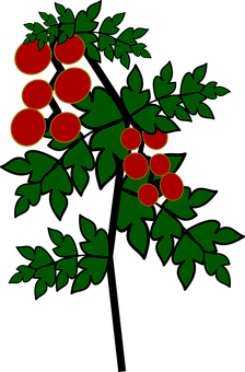 Tomato Branch Vector Illustration