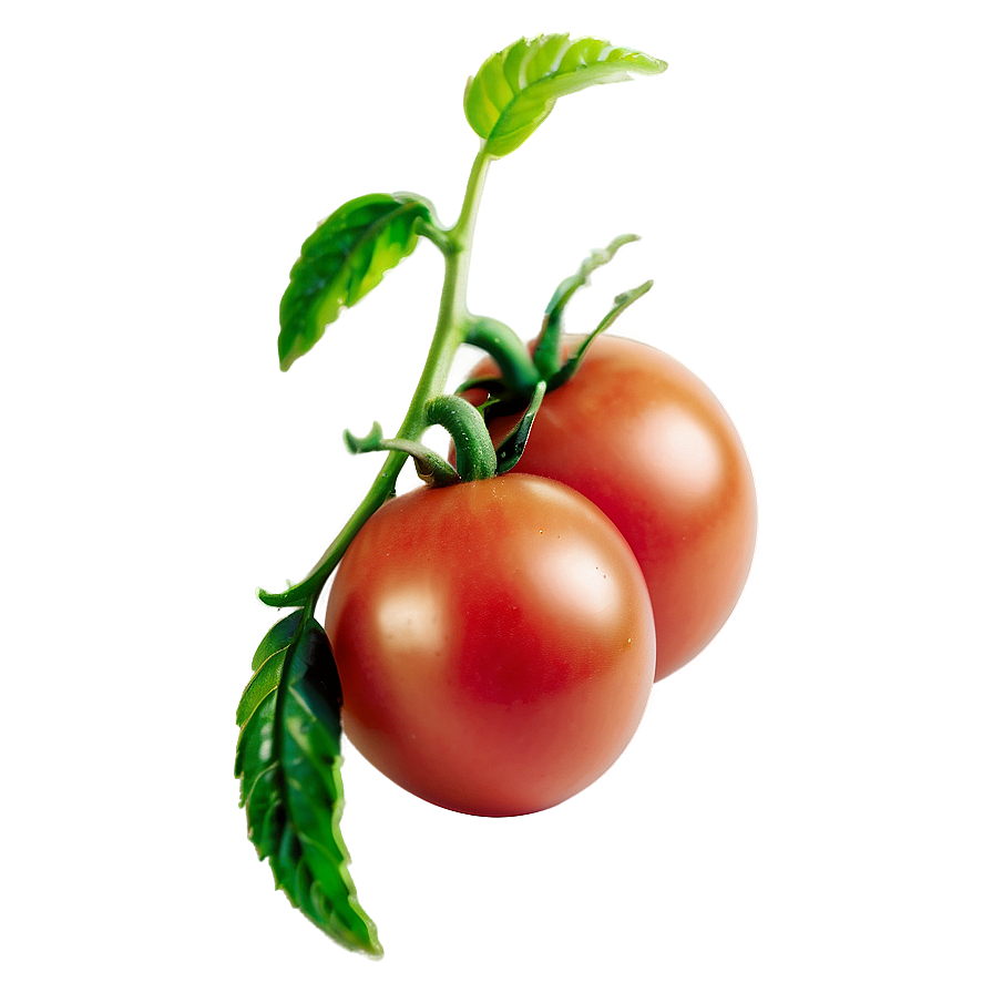 Tomato Plant Disease Png Gyg26