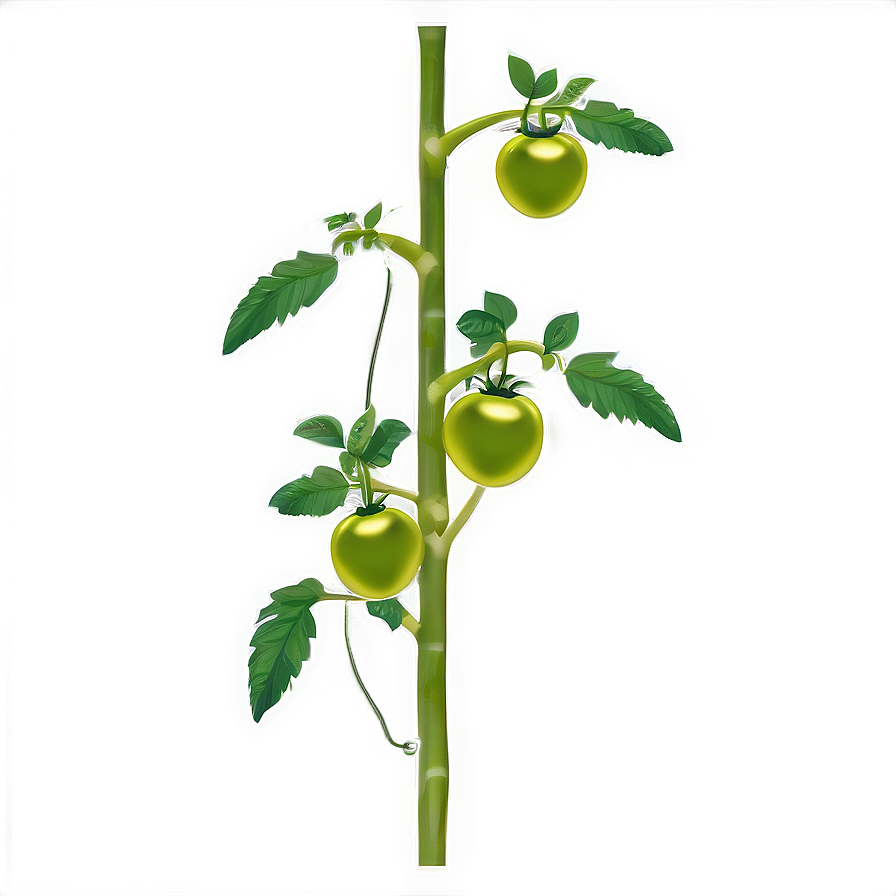 Tomato Plant Stalk Png 9