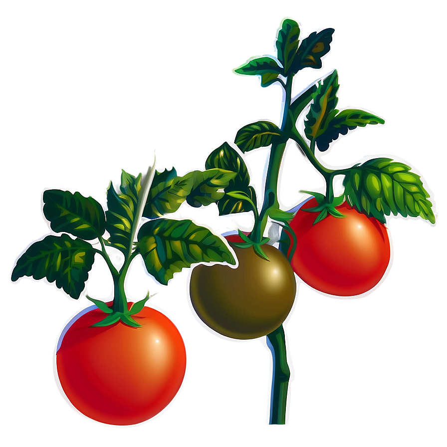 Tomato Plant Vine Png 06212024