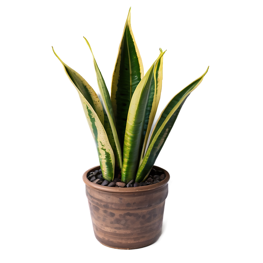 Top View Snake Plant Png Eec