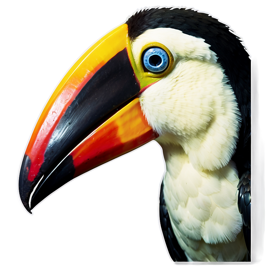 Toucan Bird Closeup Png Gdd80