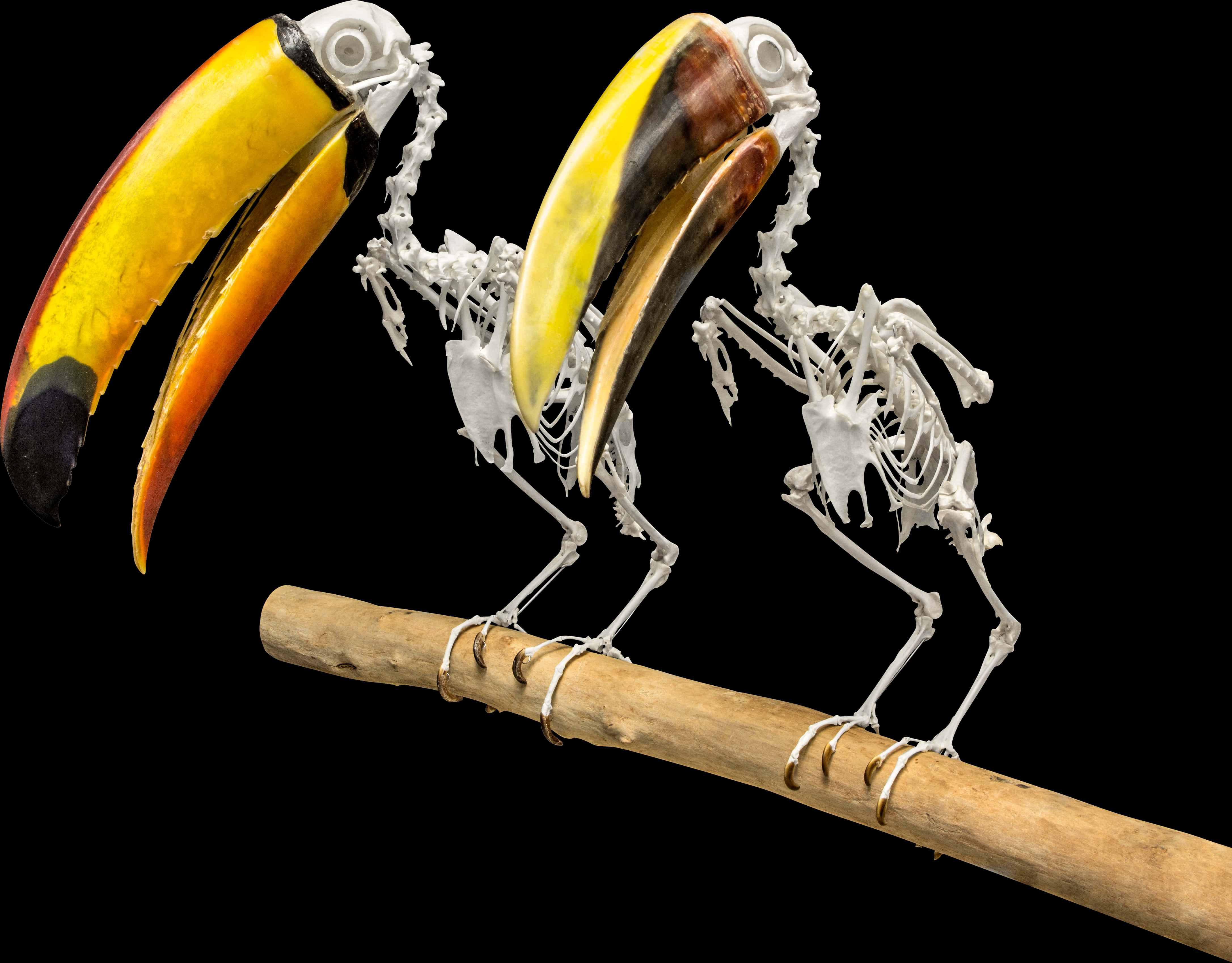 Toucan Skeleton Artwork