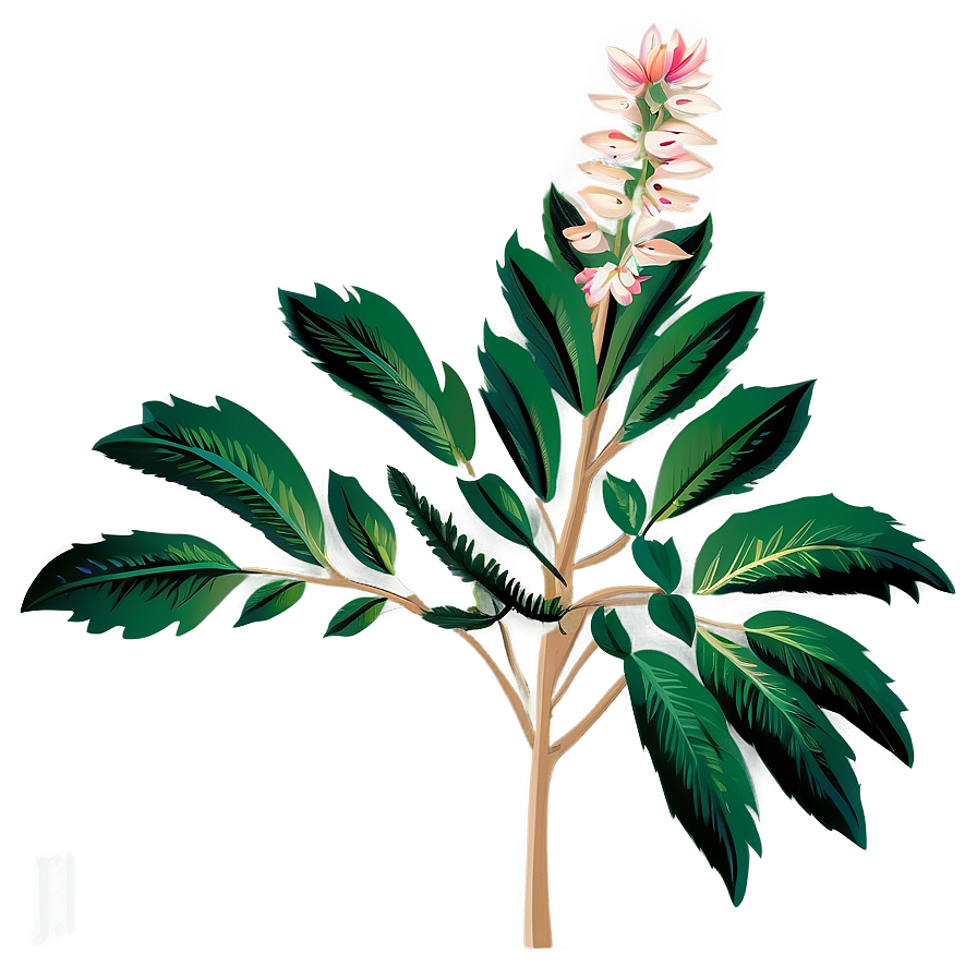 Traditional Botanical Print Png Hii