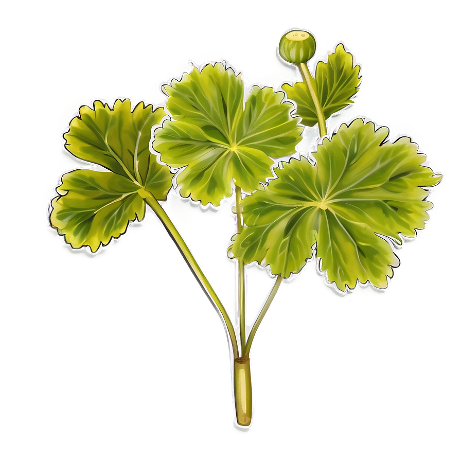 Traditional Geranium Leaf Png 06252024