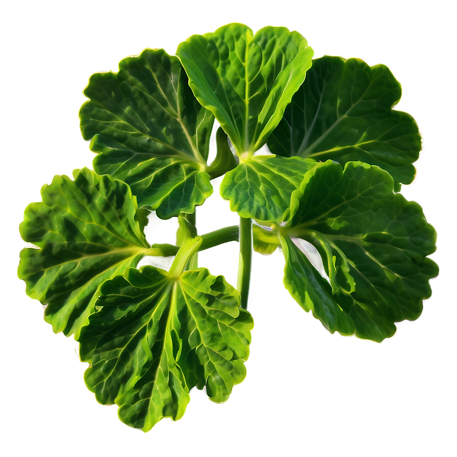 Traditional Geranium Leaf Png 57