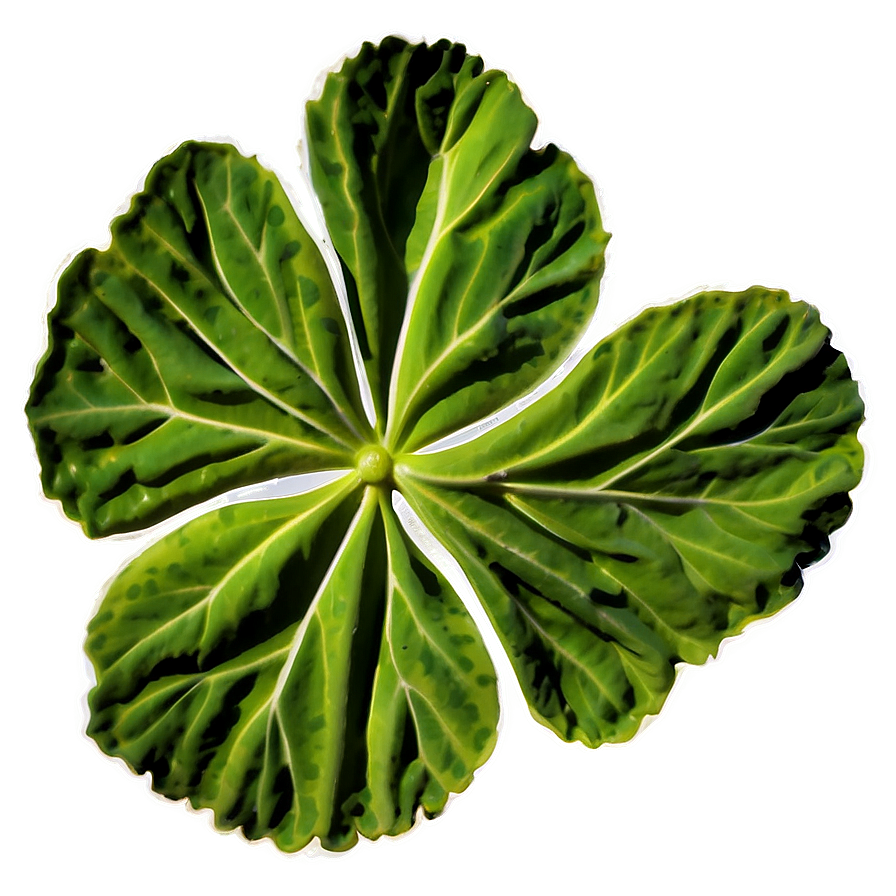 Traditional Geranium Leaf Png Eew46