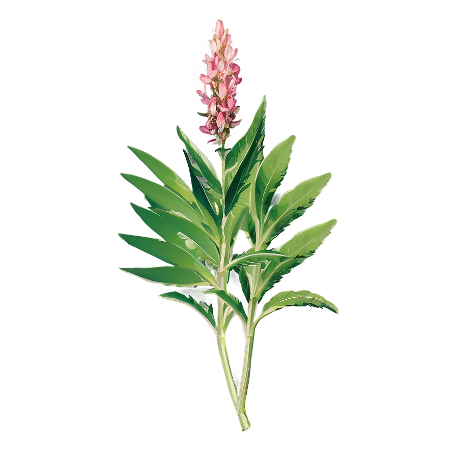 Traditional Herb Png 71