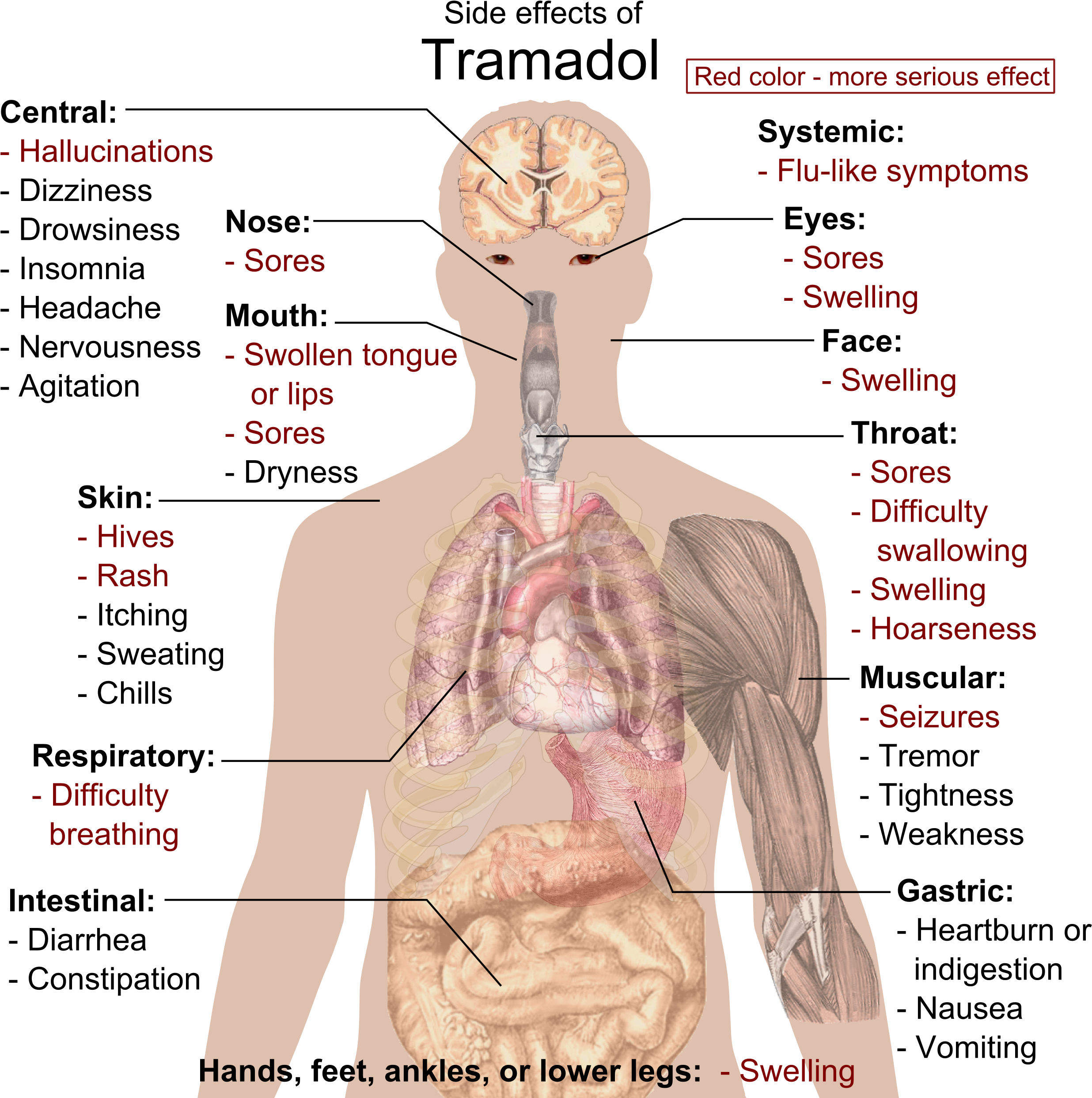 Tramadol Side Effects Human Body Illustration