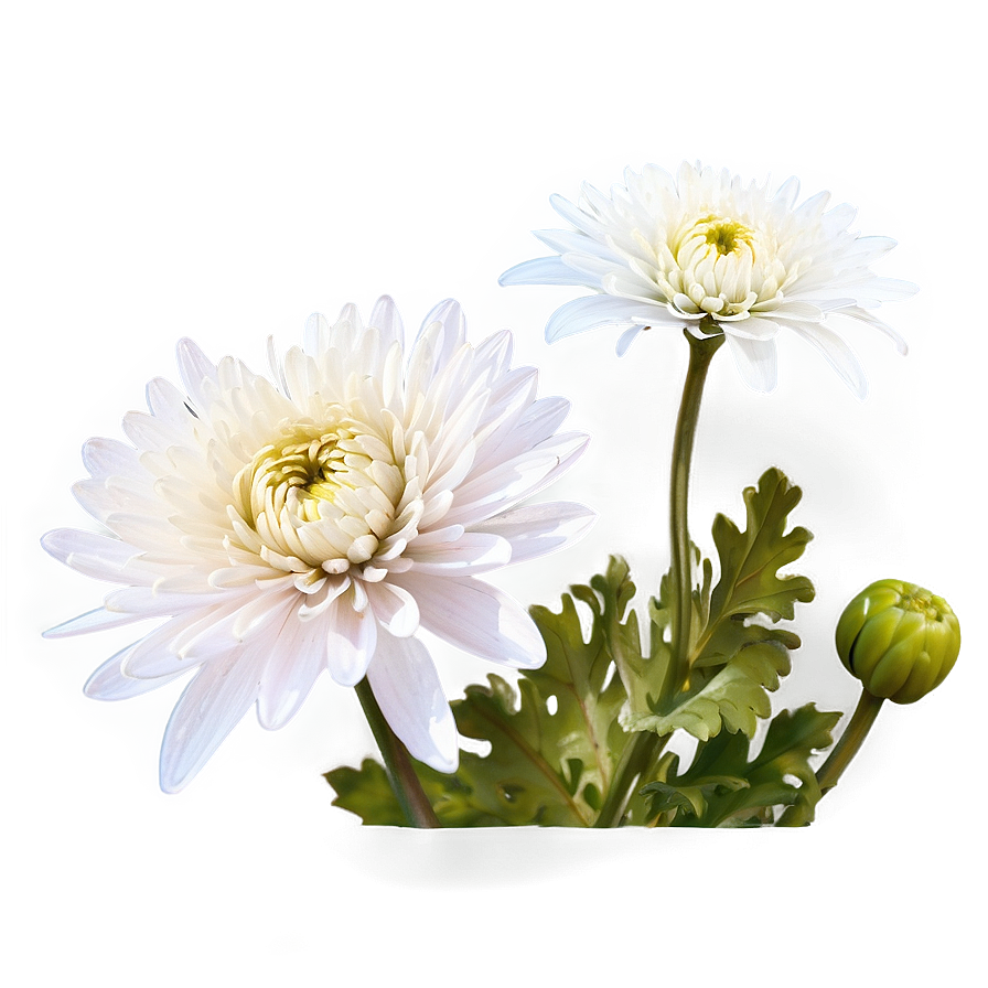 Tranquil Chrysanthemum Png 50