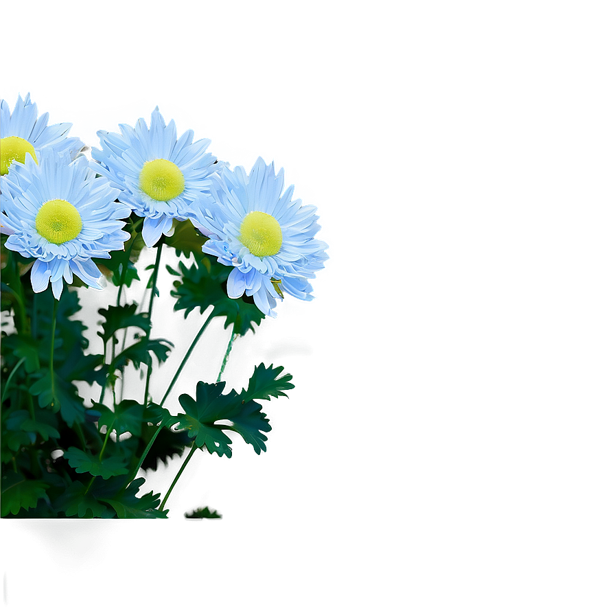 Tranquil Chrysanthemum Png 89