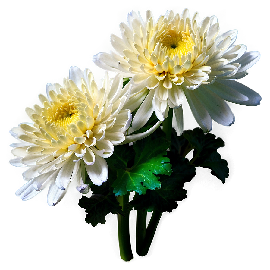 Tranquil Chrysanthemum Png Pmb63