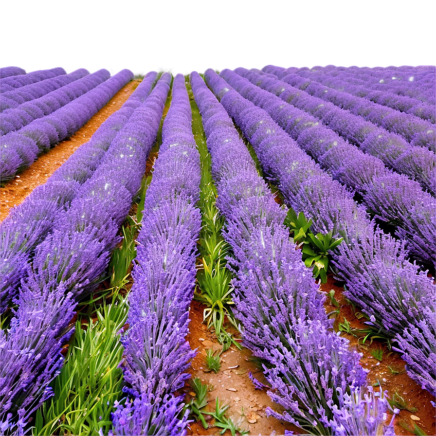 Tranquil Lavender Field Png 06132024