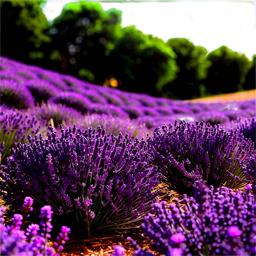 Tranquil Lavender Field Png Syp