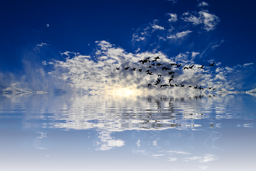 Tranquil_ Sky_and_ Water_with_ Birds_ Flying