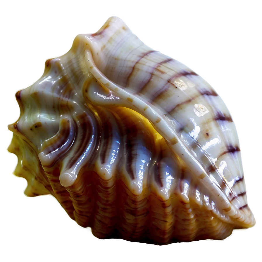 Transparent Background Conch Shell Png Deu74