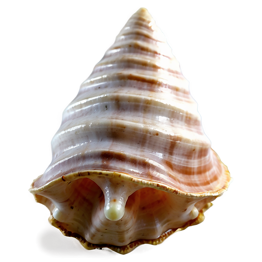 Transparent Background Conch Shell Png Mxc