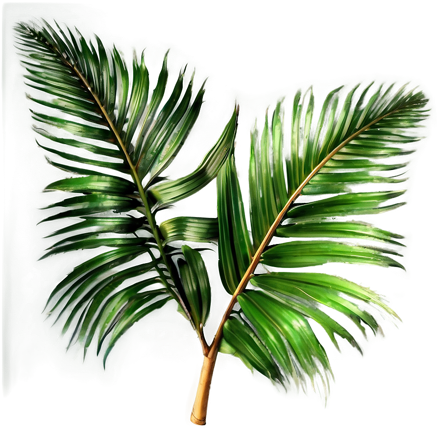 Transparent Background Palm Leaves Png 14