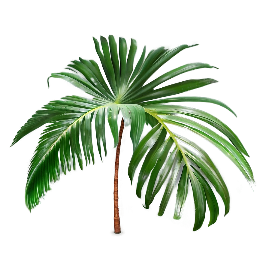 Transparent Background Palm Leaves Png Ygk27