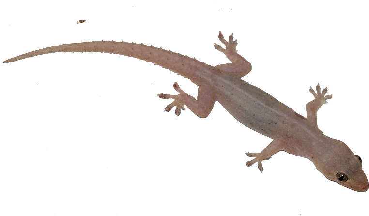 Transparent Geckoon Blue Background