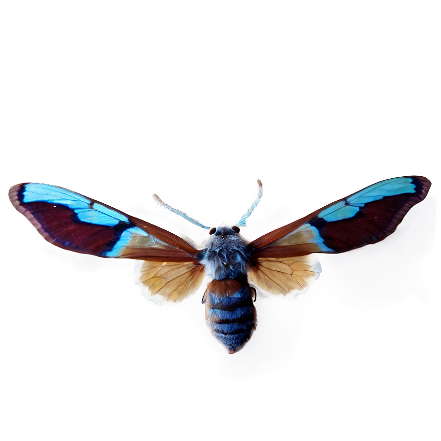 Transparent Moth Png 05242024