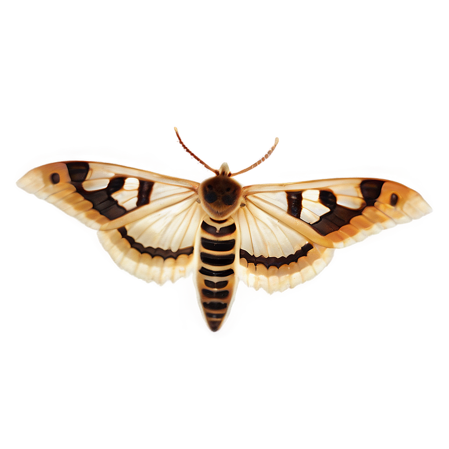 Transparent Moth Png Fhb