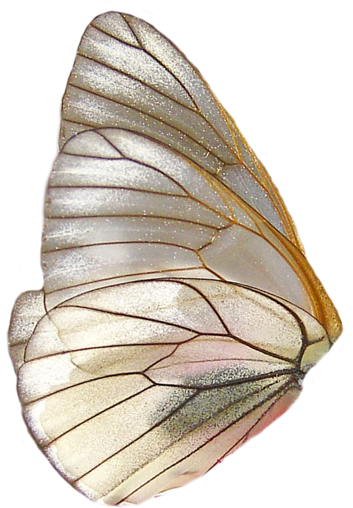 Transparent Winged Moth