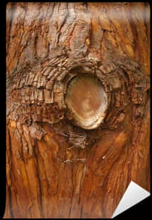 Tree Bark Closeup Transparent Background.png